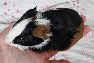 Varattavissa uros marsun poikanen hyvään ja pysyvävään kotiin. Mielellään toisen uroksen kaveriksi. Ei yksineläjäksi. Marsu myydään aikaisintaan 5 viikon iässä. Marsu syntynyt 1.2.2026 ja valmiina lähtemään uuteen kotiin 8.3.2026 ja vähintään 300 g painoisena. Sitova varausmaksu 30 euroa. Kerrothan ensimmäisessä viestissäsi millainen kokemus ja koti olisi marsulle tulossa. Kuljetuksiakin voi kysyä.