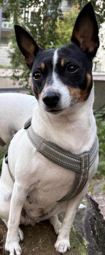 
Amerikankääpiöterrieri etsii loppuelämän kotia

Oman elämänsä sankari, reipas ja vahvaluonteinen amerikankääpiöterrieri etsii omaa pysyvää kotiaan.

8.3.2022 syntynyt amerikankääpiöterrieri-narttu, painoltaan 5,6 kg. Juuri steriloitu tammikuussa 2026, rokotettu ja madotettu ajallaan ja on perusterve. 
Aktiivinen, älykäs ja oppimishaluinen koira. Se nauttii palloleikeistä ja soveltuisi hyvin harrastuksiin. Viihtyy ihmisen seurassa, hakeutuu lähelle ja osaa olla hellyyttävä sylivauva. Kotona se on sisäsiisti eikä hajota paikkoja. 

Tämä kääpiö tarvitsee kodin: 
- jossa ei ole pieniä lapsia 
- jossa se saa olla ainoa koira 
- jossa omistajalla on aikaa sitoutua sen arkeen.

Tämä koiruli ei sovellu kerrostaloon haukkuherkkyyden vuoksi, eikä vilkas kaupunkiympäristö ole sille paras mahdollinen. Rauhallisempi asuinalue olisi suositeltava. 

Lenkillä voi reagoida esimerkiksi pulkkiin, raskaisiin ajoneuvoihin tai pyöriin, joten omistajan on hyvä olla johdonmukainen ja rauhallinen. Oikeassa ympäristössä ja määrätietoisella ohjauksella tästä upeasta amerikankääpiöterrieristä saa erinomaisen seuralaisen. 

Koira asuu nyt Helsingissä. Tutustuminen tapahtuu sopimuksen mukaan omistajan kotona. 
Tästä amerikankääpiöterrieristä toivotaan kohtuullista maksua. Tärkeintä on löytää koiralle turvallinen, sitoutunut ja rakastava koti. 

Yhteydenotot sähköpostitse, kiitos.

