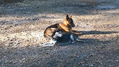 Myydään 21.2.2026 syntyneet, kaikki elossa ja terveinä syntyneet viisi pentua. 

Luovutus 18.4.2026 alkaen kun pennuilla ikää kahdeksan viikkoa!

Emo huskycollie ja uro puhdasrotuinen saksanpaimenkoira, molemmat kilttejä, älykkäitä ja kuuliaisia. Osaavat olla ulkona ilman remmiä karkaamatta, myös pennut oppivat olemaan irti ulkona sekä noutamaan yms. paimennusviettiä löytyy molemmilta vanhemmilta luonnostaan (kiertää eikä tapa karjaa) sekä älykkyyttä omistajan suosimiin harrastuksiin. Pennusta tulee aikuisena luokkaa keskikokoinen iso.

Käyvät eläinlääkärin tarkastuksessa ennen myyntiä ja sirutetaan. Luonnolliset vasta-aineet molempien vanhempien huolenpidosta. Uusi omistaja päättää itse koiraan ja sen terveyteen liittyvistä asioista. Koiraa ei kuitenkaan myydä leikattavaksi.

Pennun hinta 600e mukaan tulee muutama A4 sivu rodusta, ravinnosta, ohjeita, neuvoja ja joitain huomioita koiranpidosta oppaiden ohelle jos tulee vaikka jotain uutta. Voin ostajan halutessa kirjoittaa kauppakirjan. Voin varata pennun ilman mitään varausmaksuja.

Voin laittaa kuvia kuvia pennuista ja vanhemmista sähköpostiin. Hyvin mielelläni haluaisin myös kuvia ja kuulumisia sitten täysikasvuisesta sähköpostiin!