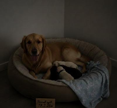 Meille on syntynyt upea neljän pennun pentue 17.2.2026 ja nyt etsimme näille pienille labradorinnoutajille niitä oikeita loppuelämän koteja. Pennut kasvavat kotioloissa Sipoon rauhassa ja niitä totutetaan arjen ääniin ja käsittelyyn.

Pentueessa on:
• Pojat (2 kpl)
• Vaaleat pennut, joista toinen on kuvattu emon vierellä  ja toinen valkoisella peitolla.
• Tytöt (2 kpl)
• Ruskea pentu (kuvattu valkoisella peitolla, sekä punaisella peitolla).

Tärkeää tietoa
• Luovutus Pennut luovutetaan aikaisintaan 8 viikon ikäisinä (huhtikuun puolivälissä), jolloin ne ovat eläinlääkärin tarkastamia, sirutettuja ja useasti madotettuja!
• Varausmaksu Suuren kysynnän vuoksi perimme pakollisen varausmaksun, joka vähennetään lopullisesta kauppahinnasta. Varausmaksua ei palauteta, mikäli ostaja peruu kaupan

Varausmaksu 250€ (maksat paikan päällä 650€)
Pennun kokonaishinta 900€

• Vierailut Pentuihin pääsee tutustumaan ja niitä voi tulla katsomaan noin kuukauden päästä (maaliskuun puolivälissä), kun pienten vastustuskyky on vahvistunut ja niiden persoonat alkavat tulla esiin
Etsimme koteja, joissa ymmärretään labradorinnoutajan tarpeet: liikunta, koulutus ja suuri määrä rakkautta. Kerrothan viestissäsi millainen koti sinulla olisi tarjota!

Yhteydenotot ja tiedustelut
Jani Jokela  , Sipoo
