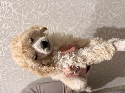 11.01.2026 Suomessa syntyneet kääpiövillakoiran pennut.
2 narttua ja 2 urosta.

Kerrothan itsestäsi/perheestäsi kun otat yhteyttä.
Otathan yhteyttä vasta kun olet loppuun asti miettinyt pennun hankintaa ja sitä minkälaisen pennun haluaisit, kiitos.

Pennut on asianmukaisesti madotettu, käytetty eläinlääkärin tarkastuksessa ja sirutuksessa 27.02.2026. 

Ei rekisteröity kennelliittoon.

Pennut ovat seurallisia, reippaita ja iloisia. Heidät on sosiaalistettu sekä ovat tottuneet normaaliin arkeen ja ääniin. Vanhemmat ovat omia koiria eikä heillä ole terveys ongelmia.

Varausmaksu 200e.