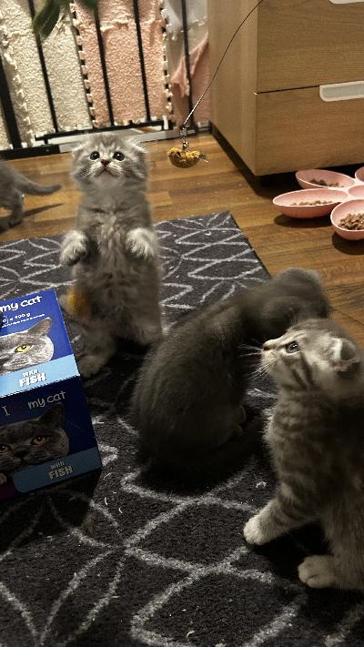 Sekarotuiset kissanpennut, syntyneet 4.1.2026 Vantaalla, Suomessa.

Pennut luovutetaan 14 viikon iässä.
Luovutuksen yhteydessä:
rokotettu
sirutettu
madotettu
eläinlääkärin tarkastama
kirjallinen luovutussopimus

Pennut ovat kasvaneet sisällä, tottuneet arjen ääniin, koiriin ja lapsiin.
Syövät sekä märkä- että kuivaruokaa.
Vain vastuulliseen ja sitoutuneeseen kotiin.