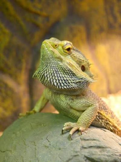 Ostetaan parta-agama tavaroineen. Mahdollista rakentaa itse iso terraario, mutta ensin alkuun päästävä jollain. 

 

Asiantuntevaan, kokeneeseen loppuelämän kotiin. Meistä lisätietoja viestitse. 

 

Ehdottoman tärkeää liskon terveys ja käsiteltävyys pakollisten toimien verran.