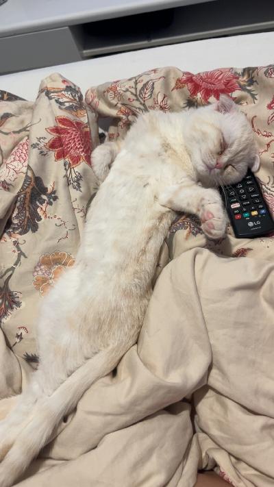 Meillä olisi 4kk poika kissanpentu Bansku, joka etsii loppu elämän kotia. Syntynyt 10.11.2025. Hän on Creme värinen luppakorva ja Persialaisen sekoitus ja rakastaa kehrää. Etsimme hyvää kotia missä saisi leikki seuraa ja mieluiten kissa kaverin. Hän rakastaa nukkua sängyssä vieressä. Ei ole kauhean ahne ruuan kanssa ja herkuista ei niin välitä.


Yksi rokotus on annettu ja eläinlääkärissä käyty tarkistuksessa. Kaikki ok. Rokotuspassi tulee mukaan.


Hinta 400€ ja asumme Espoon keskuksessa.
Ph. 0458613122 
Gmail. Witcksaga@gmail.com

Saa tulla katsomaan ja tutustumaan!