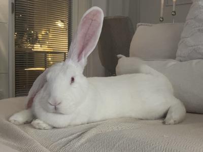 Etsinnässä kanipoika 4,5v tytöllemme. Kanimme on äärimmäisen ihmisläheinen, sekä luonteeltaan kaikinpuolin mainio.
Uroksen tulisi olla mielellään suurikokoinen, ja ehdottomasti leikattu.
Sisäsiisteys plussaa, meillä kanin tarkoitus saada olla asunnossa täysin vapaasti.
Kuvassa vielä tyttömme.