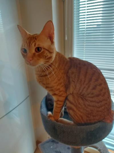 Alle vuoden vanha kollikissa etsii kotia ainoana kissana. Ihmisrakas ja sosiaalinen, mutta mustasukkainen ihmisestä ja muita kissoja ei oikein reviirillään sietäisi. Núkkuu mielellään vieressä. Kissassa bengalia, mutta papereita ei ole. Virallisesti siis sekarotuinen maatiainen. Leikkaamaton, voidaan sovittaessa kastroida ennen myyntiä. Rokotettu, sirutettu, madotettu. Eläinlääkärin tarkistama upea terve poika, josta luovun vain siksi, ettei isompaan kissajoukkoon sovi, vaan tarvitsee kodin ainoana kissana. Harvinainen tiikeritabby-väritys ja upea kiiltävä itämaiselle tyypillinen lyhyempi turkki.