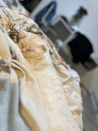 Meillä olisi 4kk poika kissanpentu Bansku, joka etsii loppu elämän kotia. Syntynyt 10.11.2025. Hän on Creme värinen luppakorva ja Persialaisen sekoitus ja rakastaa kehrää. Etsimme hyvää kotia missä saisi leikki seuraa ja mieluiten kissa kaverin. Hän rakastaa nukkua sängyssä vieressä. Ei ole kauhean ahne ruuan kanssa ja herkuista ei niin välitä.


Yksi rokotus on annettu ja eläinlääkärissä käyty tarkistuksessa. Kaikki ok. Rokotuspassi tulee mukaan.


Hinta 400€ ja asumme Espoon keskuksessa.


Saa tulla katsomaan ja tutustumaan!