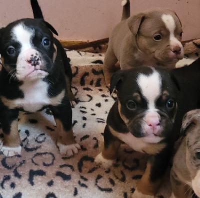 Vanhaenglanninbulldoggi, eli olde urospennut varattavissa omiin huolehtiviin perheisiinsä. Olde on terverakenteisempi vaihtoehto englanninbulldogille. Pennut luovutetaan sirutettuina, eläinlääkärintarkastamina ja useaan kertaan madotettuina. Rekisteröidään EKC. Kerron mielelläni pennuista, vanhemmista ja rodusta lisää. Kerrothan myös minkälainen koti olisi tarjolla. Lilac tri värisen pojan hinta 2000e. Black tri väriset 1800e. 