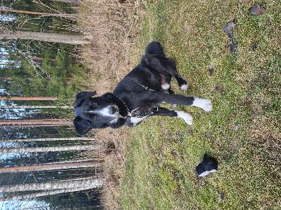 Kotia etsii vuoden vanha uros poika.Tulee toimeen kaikkien kanssa, koirien ja kissojen.Poitsu on kastroitu,sirutettu,luustokuvattu.Etsii kotia omakotitalosta,jossa aidattu piha.