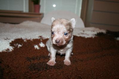 Kaksi suloista ja avointa chihuahuan urospentua etsivät omia kotejaan! Pennut ovat pian 4 viikon ikäisiä ja luovutus on 8 viikon iässä. Pennut luovutetaan madotettuna, sirutettuina ja eläinlääkärin tarkastamana hoito-ohjeiden, pentupaketin ja kasvattajan tuen kera. Pennut ovat molemmat merle värisiä. Molemmat vanhemmat nähtävissä. Vanhemmat ovat terveitä ja avoimia koiria, ei allergioita tai herkkää vatsaa. Pennuista kasvaa arviolta n. 2,5kg kokoisia. 
Lisäkuvia pennuista Instagaramissa @ikigaimerles. 
Yhteydenotot puhelimitse/whatsapp tai mailitse. Kerrothan itsestäsi ja perheestä, jonka voit pennulle tarjota! 
Pennut sijaitsevat Vantaalla, sovitusti voi tulla myös katsomaan! 

Uutta loppuelämän kotia etsii myös nuori, noin vuotias pitkäkarvainen redmerle chihuahua tyttö. Kasvattaja myy koirasta johtumattomsista syistä. Tyttö on täysin terve, hampaat vaihtuneet, hyvä vatsainen. Kooltaan noin 2kg, pienehkö tyttö. Hieman ujo aluksi, mutta todella kiltti ja leikkisä. Rakastaaa kaikkea ja kaikkia. Soveltuu monenlaiseen kotiin. Sisäsiisteyttä tulisi kesän aikana vahvistaa. 
Hp. 1100€

Myydään myös loppuelämänsä kotiin kasvattajalle omistajan työkiireiden takia palautunut aikuinen, suklaan värinen uros chihuahua. Koira on terve ja rakastaa omaa perhettään, mutta stressaa kovin hektistä ympäristöä. Ei tule toimeen toisten urosten kanssa. Narttuja rakastaa ja rauhallisen nartun kanssa voisi tulla toimeen, mutta ensisijaisesti koti, jossa saisi kaiken huomion. Leikkaamaton, rokotettu, sirutettu, madotettu. Edullisesta hinnasta huolimatta koti valikoidaan tarkasti, ei kiertoon tai kasvatukseen! 
hp.400€

