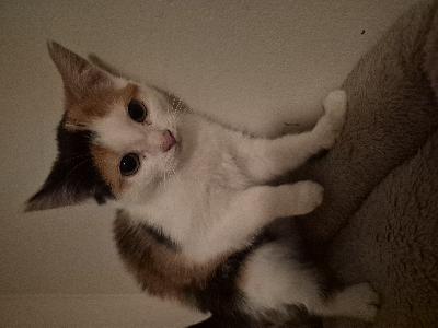 Maatiaiskissan kaksi pentua, tyttö kirjava, poika mustavalkoinen.
Sisäsiistejä, madotettu, ei rokotettu.
Voidaan tuoda lähikaupunkia kohti vastaan tällä seudulla. Kysymällä lisätietoja, sähköposti.