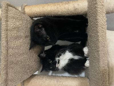 Myydän elämäntilanteen muutoksen vuoksi kaksi kissaa:

Miri – 4-vuotias leikattu naaras, polydaktyylinen (6 varvasta), vanhemmat kotikissat
Bagira – 2,5-vuotias todella isokokoinen leikattu uros. Emo on täysmusta kotikissa, isä Maine Coon.

Molemmat ovat terveitä ja eläinlääkärin tarkastamia. Uudet rokotukset annetaan 1.4., aika on jo varattu. Rokotuskortti tulee mukaan.

Luonne ja tottumukset:
Bagira on tottunut lapsiin, muihin kissoihin, ääniin ja arkeen. Se on erittäin rauhallinen ja ystävällinen, ja rakastaa leikkiä laserilla.
Miri on myös rauhallinen. Ei ole sylikissa, mutta viihtyy vieressä sohvalla. Aluksi hieman arka, mutta 1–2 viikon tutustumisen jälkeen todella hellyyttävä, tykkää vatsan rapsutuksista ja korkeista paikoista. Ei pidä pienistä lapsista ja vetäytyy piiloon. On ollut kerran tiineenä.

Molemmat ovat sisäsiistejä. Syövät mieluiten Latz märkäruokaa ja Kitekat kuivaruokaa. Miri ei ole nirso, mutta Bagira on tarkempi – jos märkäruoka ei kelpaa, syö vain kuivaruokaa.

Mieluiten luovutetaan yhdessä, koska ovat tottuneet toisiinsa ja viihtyvät yhdessä, mutta myös erikseen mahdollista.

Kissat myydään luovutussopimuksella.

Varausmaksu 150 €/kissa (vähennetään loppusummasta).

Yhteydenotot mieluiten WhatsAppissa: 