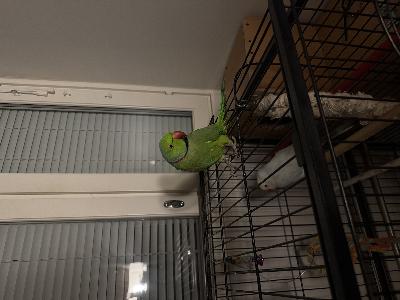 Myydään kaksi 3vuotiasta kauluskaijaa.
Iso häkki ja ruokaa pariksi 3 viikoksi tulee mukaan. Nämä ovat pariskunta, tykkäävät kuunnella musiikkia ja tykkäävät olla vapaana. Ja kuuntelevat kovasti kun heille juttelee. 
Päivisin ottaa päikkäreitä ja yöt nukkuu rauhassa eikä pidä ääniä. 
Päärynä ja omena ovat herkkuja heille mitä rakastaa. 
Nyt he ovat myös sukukypsiä koska ovat kolme vuotiaita. 
Ja häkki on tullut heille tärkeäksi joten sitä ei kannata eikä suositella vaihtamaan. 
Häkissä on virikkeitä keinuja sekä oksia ja leluja. 
Myös kuljetus onnistuu pk seudulla.