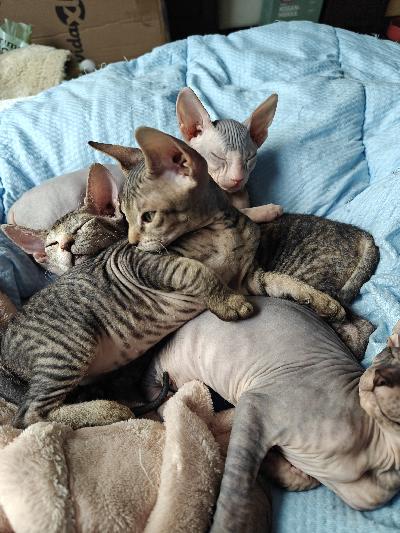 Ihanat Sfinx tytöt etsivät rakastavia lemmikki koteja.tytöt kuvassa tiikerikuvioisia.Olemme syntyneetsuomessa 24.1.2026 ja luovutus ikäisiä Vappuna 1.5.2026 alkaen.silloin olemme 14 viikkoa.
pennut ovat luovutettaessa käyneet eläinlääkärin tarkastuksessa käyneitä ja  rokotettu ja sirutettu. Mukaan tulee rokotus kortti ja terveys todistus.vanhemmat kotona nähtävissä.olemme tottuneet myös koiraan. Jos heräsi kiinnostus niin ota yhteyttä ja kerron lisää ja tietysti kiva kuulla sinustakin.myös kuvia ja videoo lähetän.olet myös tervetullut katsomaan pentuja.jos olet oikeasti kiinnostunut.pennun varaus hinta 250e jota ei palauteta jos mieli jostain syystä muuttuu.