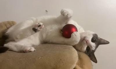 Todella rakastavaa ja hyvää kotia etsii maatiaiskissa tyttö Sindi (Cindy) pian 4 vuotta mun allergian vuoksi ja raha tilanteeni. Leikattu, rokotettu, sirutettu, madotettu mistä lääkärin passi. Ei ole ilmainen. Luovutan kissan vain kotiin missä saan käydä sitä joskus katsomassa/pitää yhteyttä, on mulle sen verran tärkeä. Sindi on sisäsiisti ja tulee toimeen koirien ja lasten kanssa. Rauhallinen kissa joten rauhalliseen kotiin missä ei ole 1 pientä lasta enempää lapsia. En luovuta häntä ulkoikevaksi kissaksi, on tottunut pennusta asti olemaan sisäkissana. En luovuta yksiöön. Ota yhteyttä :) Päijät Häme.