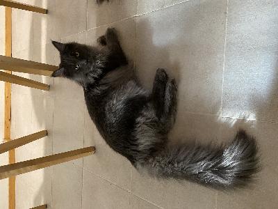 30.8.2025 syntynyt tyttö kissanpentu etsii uutta kotia. Pentu on rokotettu, sirutettu, madotettu ja leikattu. Hän syö kuiva- ja raakaruokaa. Lisätietoja voi kysyä sähköpostitse.