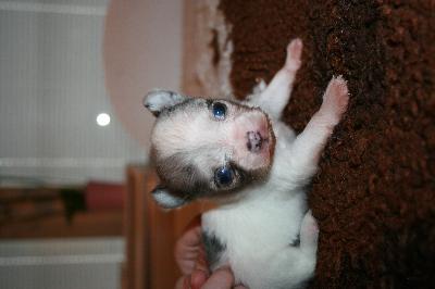 Kaksi suloista ja avointa chihuahuan urospentua etsivät omia kotejaan! 
Pennut ovat luovutusikäisiä 17.4. lähtien. Pennut luovutetaan madotettuna, sirutettuina ja eläinlääkärin tarkastamana hoito-ohjeiden, pentupaketin ja kasvattajan tuen kera. Ilmoitetaan ruokaviraston koirarekisteriin. Pennut ovat molemmat merle värisiä, toinen hyvin vaalea beige merle ja toinen  Molemmat vanhemmat nähtävissä, emo soopeli ja isä hopea merle. Vanhemmat ovat terveitä ja avoimia koiria, ei allergioita tai herkkää vatsaa. Pennuista kasvaa arviolta n. 2,5kg kokoisia. Ilmoituksen avatessasi näet kuvia molemmista pennuista.
Lisäkuvia pennuista ja kasvatuksesta Instagaramissa @ikigaimerles. 
Yhteydenotot puhelimitse/whatsapp tai mailitse. Kerrothan itsestäsi ja perheestä, jonka voit pennulle tarjota. 
Pennut sijaitsevat Vantaalla, sovitusti voi tulla myös katsomaan! 

Uutta loppuelämän kotia etsii myös nuori, noin vuotias pitkäkarvainen redmerle chihuahua tyttö. Kasvattaja myy koirasta johtumattomsista syistä. Ei kodinvaihtaja. Tyttö on täysin terve, hampaat vaihtuneet, hyvä vatsainen. Kooltaan noin 2kg, pienehkö tyttö. Todella kiltti ja leikkisä. Sirutettu, madotettu, rokotettu ja ilmoitettu ruokaviraston rekisteriin. Rakastaa kaikkea ja kaikkia. Soveltuu monenlaiseen kotiin. Sisäsiisteyttä tulisi kesän aikana vahvistaa.  
Hp. 1100€

