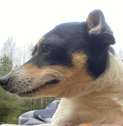 Aikuinen pieni tyttökoira etsii hyvää kotia.

Paperit on, terveystarkastettu, sirutettu, rekisteröity, kiva luonne mutta omistaja luopuu muista syistä.

Ei terveys- tai luonneongelmia.
kohta 2-vuotias. Vanhemmat tavattavissa.

Ystävällinen, ei hauku, kotikoira ja lenkkikaveri, käyttäytyy hyvin, oppivainen, ei rähise, ei arka, osaa olla yksin ja seurassa, tykkää ihmisisistä ja seurasta.

Lyhyt, helppo turkki. Paino noin 4 kg, säkäkorkeus 28 cm.

Terve ja kaunis tyttö. Kaikki kunnossa.

Ota heti yhteyttä ja kysy tarkemmin.
Lisätietoja mailitse.

Kysy lisää ja tule tutustumaan ennen kun mietit varaamista. 

