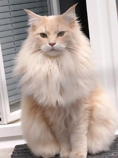 RAGCOON kissanpentuja syntyneet 20.2.2026 luovutus alk 15.5.2026. Luovutetaan rokotettuna, sirutettuna, madotettuna ja terveystarkistettuna. Ostaja saa kirjallinen todistus ja rokotuspassi. Asuvat emänsä kanssa meillä vapaasti olohuoneessa. Varausmaksu 200 euro. Isosisko kuvassa! 