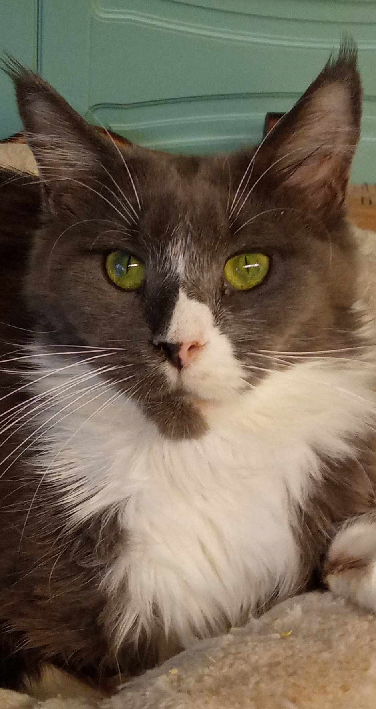 Maine Coon -kissa, 3 vuotta vanha,
Muuton  pienempään asuntoon vuoksi , annamme  Maine Coon naaraskissan - vain rakastavaan kotiin .
Hän on terve, aktiivinen ja sisäsiisti , 
Kerro meille, millaiset elinolosuhteesi ovat ja millainen perhe sinulla on.