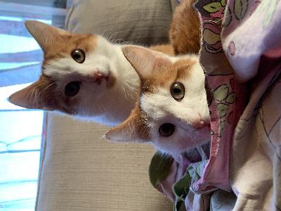 Nelivuotiaat kissaveljekset etsii uutta kotia, muuttuvan elämäntilanteen vuoksi.
Leikkaamattomia sisäkissoja. Vain samaan kotiin.
Lisää tietoja ja kuvia saa kysymällä