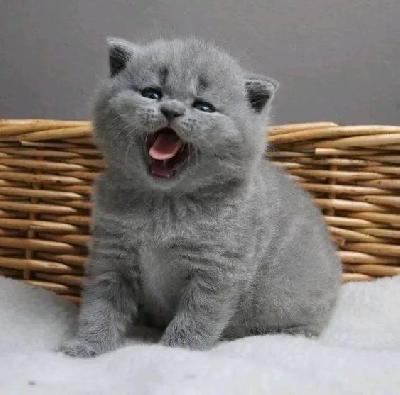 Sukutaulussa olevat brittiläisen lyhytkarvan siniset pennut valmiina nyt

Meillä on ihana pentue rekisteröityjä brittiläisen lyhytkarvan sinisiä pentuja, joista osa on saatavilla rakastaviin lemmikkikoteihin. Pennut tulevat täydellisillä rokotuksilla, mikrosirulla, sukutaululla ja pentupakkauksella varustettuina ja myydään ei-aktiivisten, ei-jalostukseen tarkoitettujen pentujen rekisterissä.