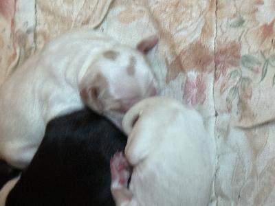 Suomessa  27-03-26syntyneet ihanat puhdasrotuiset pennut. .Käyvät pentutarkastuksessa ja samalla tottuvat autoiluun ja ostaja saa eläinlääkärintodistuksen  mukana. Myös sirutus tehdään pentutarkastuksen yhteydessä, jotta saa rekisteröidä  koirarek.. Uusiin koteihin pennut lähtevät kun ovat täyttäneet 7vk eli 08.05 alkaen.Madotus alk. 2vk ikäisinä ja madotetaan 2vk välein, sekä emo, että pennut. Kynsiä leikataan useampaan kertaan ennen luovutusta ja ruokitaan monipuolisesti. Hellitään, leikitään, sylitellään ja paijataan koko perheen toimesta. Harjoitellaan sisäsiisteyttä sään salliessa. 
Pentujen vanhempiin viitaten näistä pennuista saat kaverin niin sohvalle kun myös lenkille tai vaikka marja/sienimetsään tai kalastuksen yms. Kesken  aikuiskokonsa vuoksi on helppo ottaa mukaan melkeen minne vaan. 
Ostaja rokotuttaa itse 12vk-16 vk kun tulee pennuilla täyteen. 
Myös kauempaa kannattaa kysellä sillä julkisetkin kulkevat hyvin. 
. Kerro missä päin asut ja kodistasi ja sen jälkeen voin laittaa lisää kuvia/videoitakin sopiville ehdokkaille niin pentujen vanhemmista kun pennuistakin ja jatketaan lisää jutustelua toki myös sillä kodit valitaan tarkkaan tärkeille pienille. Talossa on kissa.
Emme ole SKL. Lintukoira. Wa toimii 0403.200-116