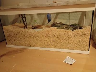 Myydään Terraario tarvikkeineen tai ilman Pituus noin.. 91cm Leveys noin.. 37cm Korkeus noin.. 42cm painava ei halkemia tai muutakaan vikaa uudessa kunnossa putsaan ennen noutoa Pelkkä Terraario 70e tarvikkeineen 90e muutakin saattaa löytyä kun mitä kuvassa näkyy Lisätietoja saa kysymällä Voikkaa sopii Gerbiilille tai Hamsterille tai Aikuiselle kesyhiirelle kesyhiiren poikaselle liian isot aukot :)