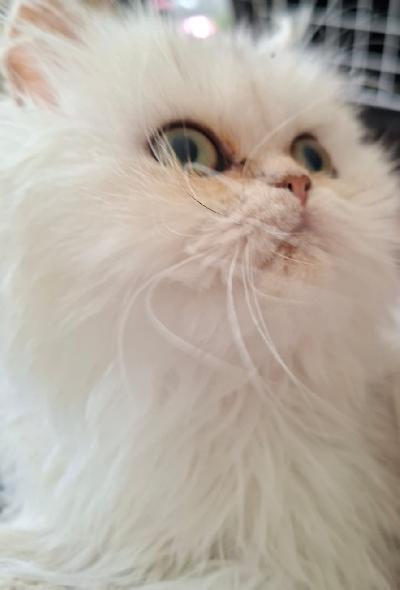 Persialainen chincilla poika etsii sitä omaa rakastavaa kotia. Poika on syntynyt 10.9 ja voi muuttaa alkaen 14 vkon iässä. Muuttaessa on useasti madotettu, rokotettu, ell.terveystarkastama ja TICA-rekisteröyty. Luonteeltaan on reipas, sosiaalinen ja sylissä viihtyvä kehruukone. Lisätietoja saa puhelimitse tai s..postilla.