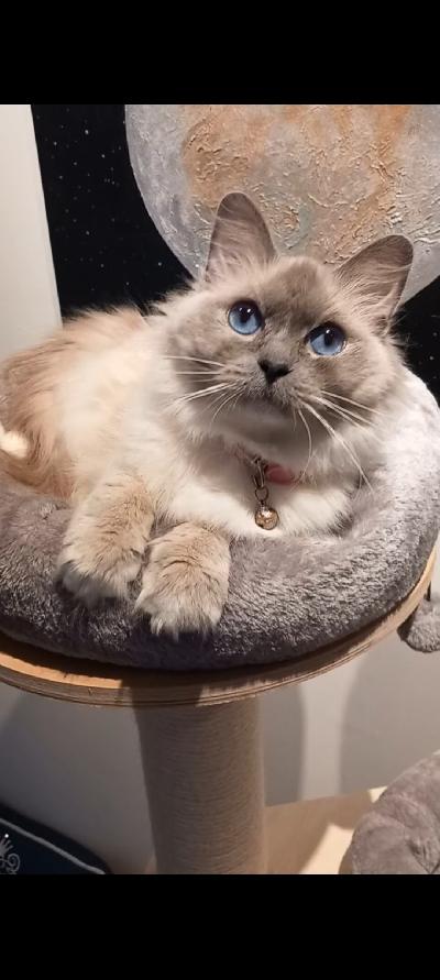 Annetaan sijoitukseen Ragdoll. Ehdoista voidaan sopia yhdessä. Uuden omistajan pitää kasvattaa yksi pentue ja sen jälkeen hän saa pitää yhden pennun ja emon.