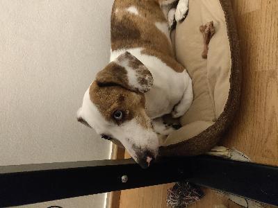 Syntynyt täysin kuurona. Leikattu uros. Ongelmia resurssivartioinnin kanssa. Todella energinen ja huomion kipeä. Puoliksi möyräkoira ja puoliksi welsh corgi cardigan. Rokotettu, sirutettu ja ilmoitettu ruokarekisteriin.

Minulla ei ole enää varaa pitää koiraa pitkäaikaistyöttömyyden takia.

Mukaan:
Häkki 
Kupit
Flexi
Jäljelle jääneet ruoat 
Lelut
Herkut 


Vain käteinen tukiasioiden vuoksi.