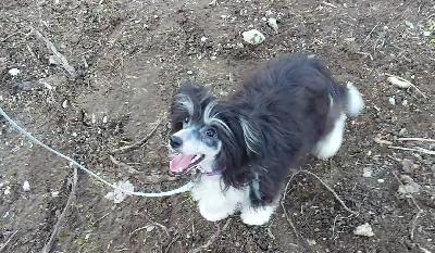 Reipas pentu etsii kotia. Rokotettu js madotettu. Kiltti ja ystävällinen. Ikä 7kk. Eläinlääkäri on tarkastanut koiran.