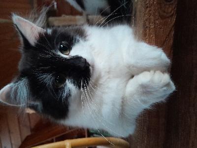 TODELLA komeat mustavalkoiset pitkäkarvaiset pojat, nuorisolaisia. 
Sisällä kasvaneet ja sisäsiistejä.  Madotettu.
Pitkäkarvaiset ja tuuheat hännät. Tulee isokokoisia kissoja. Ei ole tottuneet lapsiin.
Pääsiäislauantaina ja sunnuntaina tulisi ilmainen kyyti aina Etelä-savoon saakka.
Hinta 300e kpl.