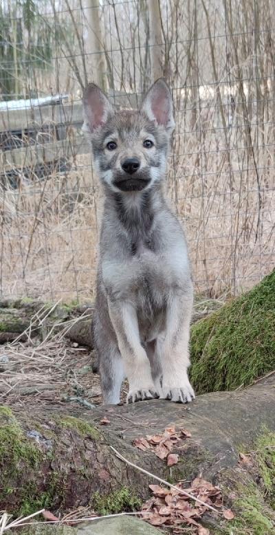 Omistajalle eli minulle sattuneen äkillisen ja vakavan onnettomuuden vuoksi myydään mahdollisimman nopeasti uuteen kotiin Suomessa 03.02.2026 syntynyt Tšekkoslovakian susikoiran urospentu joka on täysin terve, sirutettu, madotettu, eläinlääkärin tarkastama, ostettu Kennelliittoon kuuluvalta vastuulliselta ja kokeneelta kasvattajalta ( Kennelliittoon rekisteröity ja pentueen koko tiedot myös löytyvät sieltä ) 

Pentu pitää olla kokonaisuudessaan maksettu ennen kuin se uuteen kotiin lähtee ( yleinen ehto ) 
Pennusta tehdään vapaamuotoisesti kirjoitettu luovutussopimus minun ja uuden omistajan välillä samalla kertaa kun pentu maksetaan ja haetaan. 
Välittömästi kaupan teon jälkeen  ostajasta tulee pennun omistaja. 

Pennun mukana tulee minulta ( ilmaiseksi ) säädettävä pentupanta, flexi, isompi panta kasvua varten, lelu sekä makuualusta, ohjeet pennun ruokailuun sekä eläinlääkärin terveystodistus kaikkine lakisääteisine tietoineen sekä pennun alkuperä ( on kahden samaa rotua olevan koiran pentu )

Annan lisätietoja puhelimitse, mieluiten yhteydenotot soittamalla ja vain todella kiinnostuneet yhteyttä.

Pennun haku Keski - Suomesta ostajalla, itsellä ei minkäänlaista mahdollisuutta kuljetukseen.
Koiran hinnasta voidaan myös neuvotella hieman uuden ostajan kanssa myynnin syyn kiireellisyyden vuoksi ( voin alentaa hintaa korkeintaan 500 euroa ja rvkn 10 euron ilmoitusmaksun.  

Pentu on tottunut olemaan tarhassa, sisätiloissa, tottunut muihin koiriin sekä kodinkoneiden ääniin. 

