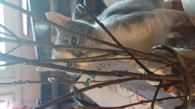 Väri , harmaa kilpikonna.seurallinen . Puhelias - tyttökissa / loishäädetty useaan kert. Ei leikattu
 - lähetän keisarinnasta kuvia.  Viihtyy sisällä  /osaisi ulkoilla.