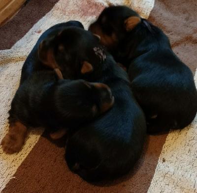 Myynnissä 2 urospentua. Pennut myydään rekisteröitynä kennelliittoon, sirutettuna ja eläinlääkärin tarkastamina. Vanhemmat terveystutkittuja ja dna testattuja. Luovutus 15.6. Eteenpäin