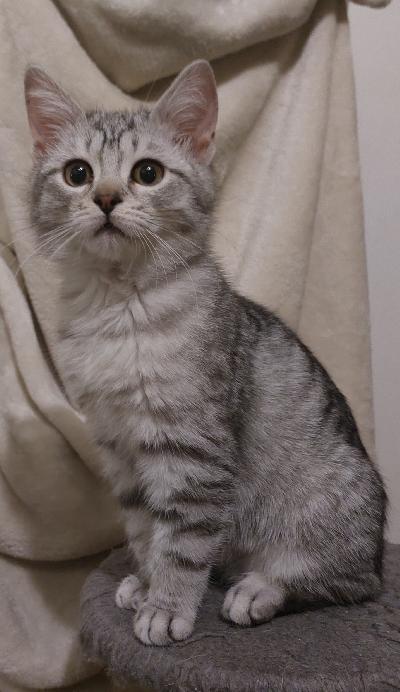 Kissanpennut etsivät omaa rakastavaa loppuelämän kotia.
Suloiset, pyöreänaamaiset, hellyyttävät pennut ovat tottuneet normaaliin lapsiperhe arkeen. 

Pennut ovat Suomessa syntyneet 9.11.2025 ja ovat jo luovutusikäisiä
eli yli 14-viikkoa vanhat. 15.02.2026 jälkeen 

Uuteen perheensä pennut lähtevät madotettuina, rokotettuina ja lääkerintarkastamina. 

Vaaleaharmaa tiikeri poika( Panu) ja (Pipsa) ja tumma tiikeri poika (Paavo) 

Kisut ovat tottuneet syömään kaupan märkä ja kuivaraksuja ja oppineet käyttämään hienosti hiekkalaatikkoa. Pehmeä turkkiset ja todella valloittavan luonteensa omaavat kisut voivat siirtyä heti uuteen kotiin.