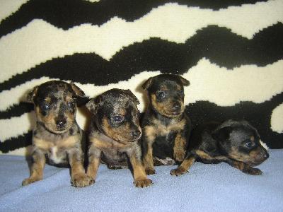 Myydään prahanrottakoira uros pennut syntynyt 11.03.26 kennelissä “millgret” ekl/fci. Luovutetaan rokotettuina, sirutettuina, eläinlääkärin tarkastamina ja useasti madotettuina, omaavat eu eläinlääkäri passin,eestin kennelliittoon ekl/fci sukutaulu,saa pentupaketin. Vanhemmat terveet ja tutkitut,vanhempien polvet ja silmät on tarkastettu: pl 0/0, silmät- ok. Pyydä lisätietoja sähköpostitse: millgret@gmail.com, kotisivu: http://www.millgret.breeder.ee/news_eng.html