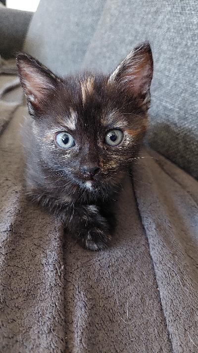 Syntynyt 25.2. On leikkisä ja sisäsiisti. Syö hyvin. Varaus 50e.