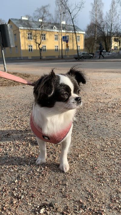 S. 30.3.2023. Puhdasrotuinen pitkäkarvainen chihuahua narttu.

Nimi. Aurora/Aura

Muuttuneen elämäntilanteen vuoksi joudumme luopumaan rakkaasta perheenjäsenestä. Koti valitaan tarkoin.

Täysin terve, Sirutettu,rokotettu ja madotettu säännöllisesti.mut ei ole rekattu

Kiltti ja hellyydenkipeä. Sisäsiisti ja osaa peruskäskyt. Osaa olla kotona yksin työpäivän ajan.

Tulee toimeen muiden koirien kanssa, on myös kissoja nähnyt pari kertaa joten uskon että toteuttamalla sopii myös kissatalouteen.

Jos sinulla on loppuelämän koti tarjolla otathan yhteyttä yv niin kerron enemmän.
Ps mielellään vanhemalle rouvalle joka pitää huolen.
Koiruliini sijaitsee Oulussa.
Hinta 1350€ rakastava koti tärkeämpi kuin raha