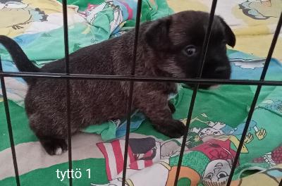 Cairnterrieri ja jackrussel mixit tulevat luovutukseen 4.5 alkaen. Kasvavat lapsiperheessä helsingissä, tottuen muihin koiriin ja ihmisiin sekä arjen normaaleihin ääniin. Pentuja on molempia sukupuolia. Pennut lähtevät uuteen kotiin sirutettuina, useasti madotettuina, eläinlääkärin tarkastamina ja pentupaketin kera. Pentujen arvioitu korkeus aikuisena on 30 cm. Muistuttavat enemmän cairnterrieriä. Varausmaksu otetaan ja se hyvitetään ostohinnasta. Varausmaksua ei palauteta jos ostaja peruuttaa kaupat.