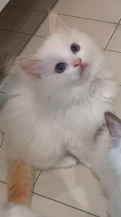 Suomessa syntyneitä Ragdoll pentuja myynnissä. Pennut ovat kasvaneet lapsiperheen keskellä ja tottuneet äänin ja lasten käsittelyyn. Pentu luovutetaan rekisteröitynä CFA kissaliittoon ja saa rotukirjan/rekisterikirjan, jossa näkyy mm. sukupuu todistuksena puhdasrotuisuudesta. Luovutetaan 16 viikon ikäisenä. Syntyivät 20.1.2026 eli luovutetaan 28.4. Pennut ovat käyneet eläinlääkärin tarkastuksessa, saaneet rokotukset kahteen kertaan ja mikrosirutettu, joista tulee mukaan kirjalliset dokumentit. Mukaan tulee pentureppu ja kirjalliset hoito-ohjeet. Pennut asuvat Naantalissa, tervetuloa katsomaan.