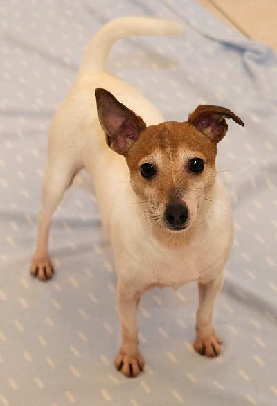 Aikuinen hieno pieni tyttökoira etsii hyvää kotia.

Paperit on, terveystarkastettu, sirutettu, rekisteröity, kiva luonne.
Ei terveys- tai luonneongelmia. 4-vuotias. Rotunsa erinomainen edustaja.
Terve ja kaunis tyttö. Kaikki kunnossa.

Ystävällinen, ei hauku, kotikoira ja lenkkikaveri, käyttäytyy hyvin, oppivainen, ei rähise, ei arka, osaa olla yksin ja seurassa, tykkää ihmisisistä ja seurasta.
Lyhyt, helppo turkki. Paino noin 4 kg, säkäkorkeus 28 cm.

Ota heti yhteyttä ja kysy tarkemmin.
Lisätietoja mailitse.

Kysy lisää ja tule tutustumaan ennen kun mietit varaamista. 
