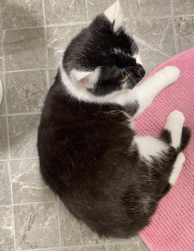  Ihana Churro etsii omaa kotia.

Myydään noin 5 kuukauden ikäinen poikakissa Churro hyvään ja rakastavaan kotiin.

Churro on todella kiltti, ihmisrakas ja utelias nuori kissa, joka viihtyy mielellään lähellä ihmistä. Hän on luonteeltaan lempeä ja leikkisä aluksi vähän arka, ja sopii hyvin kotiin, jossa halutaan seurallinen ja hellyyttä rakastava kaveri.

 sisäsiisti  
 madotettu ajallaan  
 tottunut arjen ääniin  
 ei vielä leikattu  

Churro on vielä nuori, joten hänestä saa itselleen ihanan, omannäköiseen arkeen kasvavan ystävän.

Luovumme haikein mielin, sillä vanhempi kissamme ei ole sopeutunut pentuun, ja haluamme Churrolle kodin, jossa hän saa olla rennosti ja turvallisesti.

Etsimme Churrolle vastuullista kotia, jossa ymmärretään kissan tarpeet ja sitoudutaan huolehtimaan hänestä pitkäaikaisesti.

Kerrothan viestissäsi millainen koti sinulla olisi tarjota   
Lisätietoja ja kuvia saa pyytämällä.