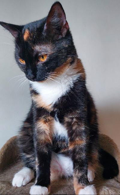 Vauhtia ja vaarallisia tilanteita tarjoilee pari nuorta (1,5v.) Syntynyttä tyttöstä.
Eivät välttämättä ole niitä penaalin terävämpiä tai sitten vain omaavat luontaisen kyvyn saada ihmiset hymyilemään.
Tämä utelias ja toimelias kaksikko nimittäin löytää itsensä usein mitä hölmöimmistä tilateista. 

Ilmeikäät juttelevat nuoret neidit hakevat katsettasi ja vaativat huomiotasi, eivätkä suostu jäämään seinäkukkasiksi, vaan tulevat takuulla olemaan näkyvä ja kuuluva osa perhettäsi. 

Vauhdikkaiden leikkien johdosta eivät välttämättä sovi ihan pikkulapsi perheeseen.  Mielellään siis kotiin/koteihin, jossa/joissa on joskus aiemmin ollut kissa ja/tai vähän isompia lapsia/nuoria/nuoria aikuisia.. 

Molemmat rakastavat huomiota, hellyyden osoituksia ja tulevat syliin kehräämään ja hakemaan silityksiä. Helppo käsitellä ja saada tarvittaessa koppaan kuljetusten ajaksi.
Voidaan myydä myös eri koteihin silloin hinta 200e/kisu