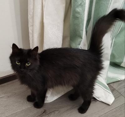 Hyvää kotia ainoana kissana etsii arka nuori tyttökissa. Musta puolipitkäkarvainen. Syntynyt 10.05.2024. Perusterve, kaikkiruokainen. Tottunut ystävälliseen koiraan. Oman perheen kanssa kiltti sylikissa, vieraita pelkää.

Kissa tarvitsee rauhallisen kodin, jossa saa pikkuhiljaa tutustua uuteen ympäristöön ja jossa hänen kanssaan ollaan kärsivällisiä. Ei kotiin jossa pieniä lapsia, stressaa. 

Kissaa voi tulla katsomaan Vantaalle. Kissasta pyydän 100€.

Yhteydenotot tekstiviesti/Whatsapp tai s.posti.