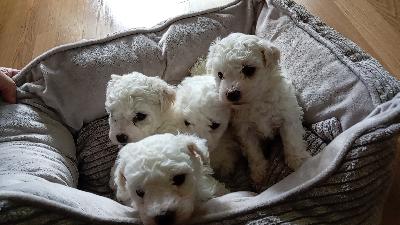 Bichon frisé -pennut etsivät omia kotejaan 
Meillä on 10.3.2026 syntynyt ihana neljän bichon frisé -pennun pentue, josta vapaana 2 urosta ja 2 narttua. Pennut kasvavat kotona perheen keskellä, saaden paljon huomiota, hoivaa ja totuttelua arjen ääniin.
Pennut ovat luovutusikäisiä  (8 viikon iässä).
Luovutettaessa pennut ovat:
sirutettuja
eläinlääkärin tarkastamia 
useaan kertaan madotettuja
Luonteeltaan pennut ovat iloisia, uteliaita ja ihmisrakkaita – sopivat hyvin niin perheeseen kuin yksineläjällekin.
Toivomme pennuille vastuullisia ja rakastavia loppuelämän koteja. Kerrothan viestissäsi millainen koti sinulla olisi tarjota pennulle.