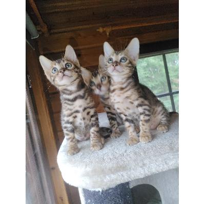 Bengali pennut etsivät koteja joissa ymmärretään sosiaalisten ja aktiivisten kissojen perään. Pennut ovat hyvin ihmisläheisiä ja ovat myöskin tottuneet koiriin. Molemmat vanhemmat ovat bengal kissoja ja täällä nähtävillä. 

Pentujen turkin väri ruskistuu aivan tyypillisen bengalin ruskeaksi heidän kasvaessaan, pentuina bengalit ovat yleensäkkin vaaleampia kuin vuoden iässä. Molemmat vanhemmat ovat hyvin ruskeita ja kaikista heidän pennuistaan on myös tullut ruskeita. 2 Pennuista on poikia ja vaalein on tyttö. Turkki myös silenee pennun kasvaessa ja pörröinen pentukarva väistyy niin että leopardikuvio tulee selvemmin esille.

Pennut ovat tottuneet Applawsin ja Pure Naturalsin kuivaruokiin sekä Nutriman raakaruokaan, kaikki ovat myöskin sisäsiistejä ja ovat tottuneet puupohjaiseen hiekkaan joka ei ole pelletti kuitenkaan.

Heidät on säännöllisesti madotettu ja he menevät 12 viikkoisina rokotukseen ja tarkastukseen ja heidät luovutetaan 14 viikkoisina. He ovat syntyneet 30.1.2026 ja ovat luovutusikäisiä 8.5.2026

Olen suomalainen kasvattaja jolla jo useampi vuosi kokemusta kissojen että koirien kasvatuksesta.

Whatsappiin on myös mahdollisuus lähettää videoita pennuista

Nimi: Jukka Erämeri
Paikkakunta: Hämeenlinna (kuitenkin maaseudulla)
Pitopaikkatunnus: FI000016907403
Puh. 040 8342241