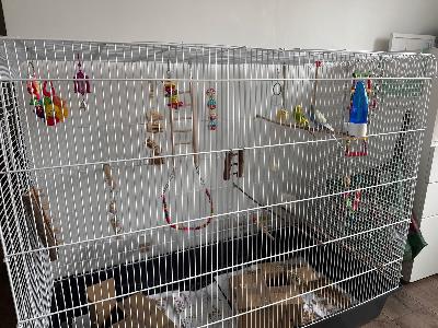 1 poikas ja 1 naaras. Ikä 4kk. 

Häkin mitat 

P. 120

L. 59

K. 100

Häkin mukaan tulevat halutessaan kaikki lelut, juoma- ja ruokakupit, linturuoka.