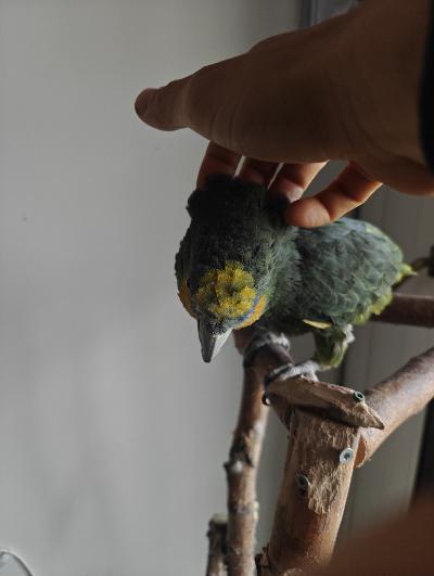 Muuton vuoksi luovutaan pitkäaikaisesta lemmikistä. Kultaposkiamatsoni, nimi Jaska. Lentää käteen, antaa rapsuttaa, seurailee pitkin kotia. Mukaan häkki, kuljetusloota